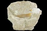 Otodus Shark Tooth Fossil In Rock - Eocene #86983-1